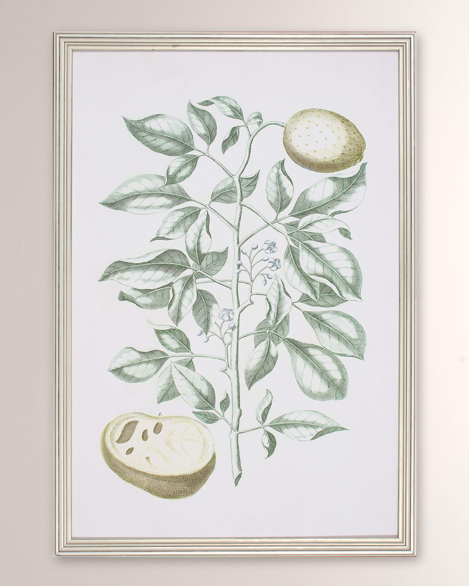 "Buchoz Tropical III" Framed Giclee